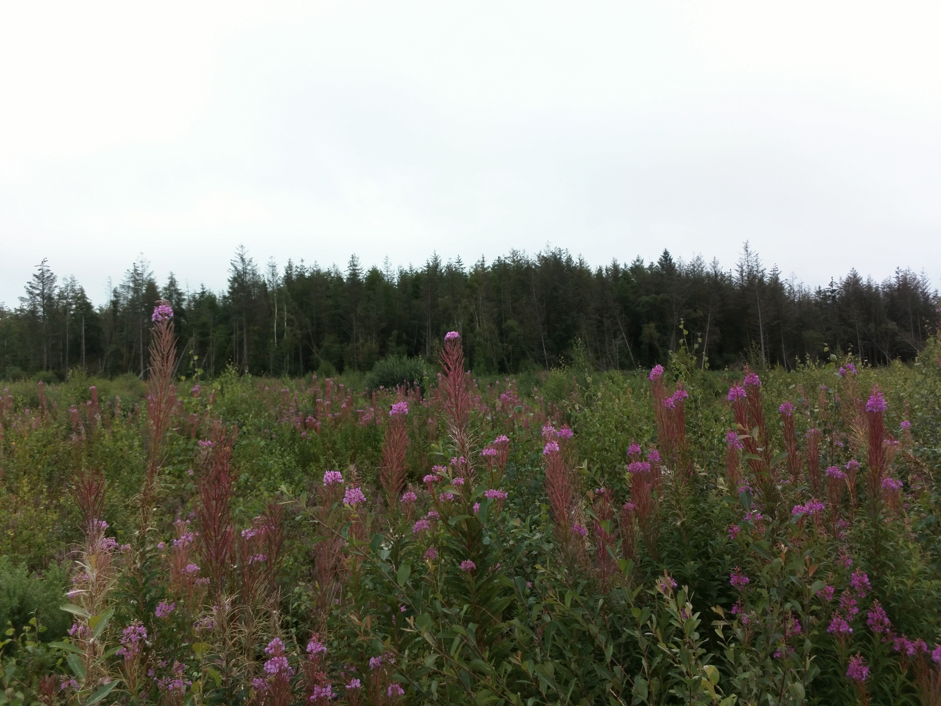 Purple woodlands